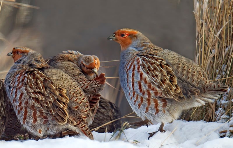 THE HUNS — A group of gray partridges relax next to some tall grass in this winter shot by local photographer Peter Stahl. Gray partridges are here in St. Albert year round