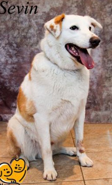 Sevin the dog