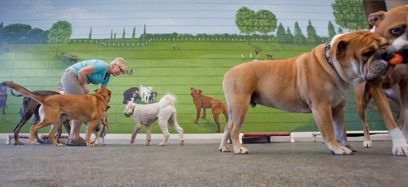 DOGGIE DAYCARE – Kaytie Stack of K-9 Awareness spends some time amongst her four-legged friends