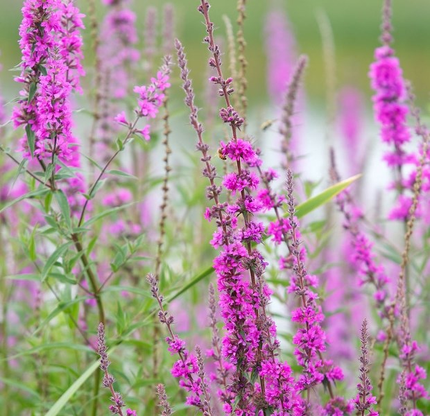 WEEDY INVADER — Purple loosestrife
