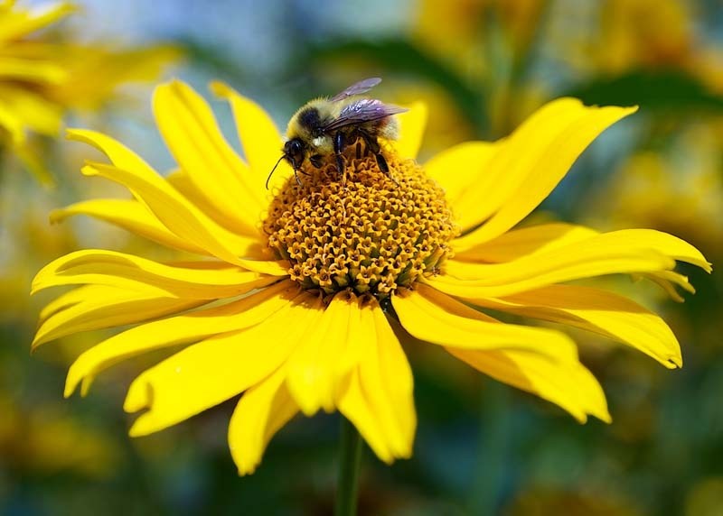 WORKING &#8211; A bee pollinates a perennial sunflower in Gabrielle Bosse&#8217;s front yard.