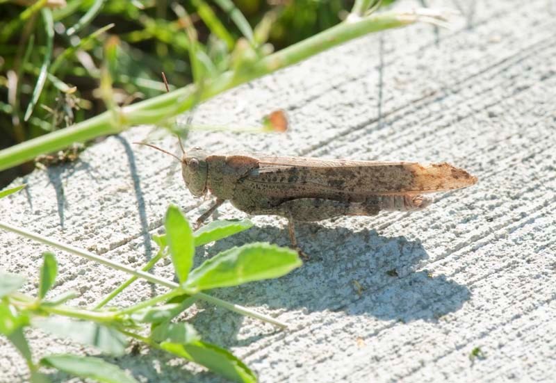 BIG WINGED HOPPER – A Carolina grasshopper keeps a wary eye on an approaching photographer as it checks out some tasty weeds near Veness Road. The grasshopper soon flew away