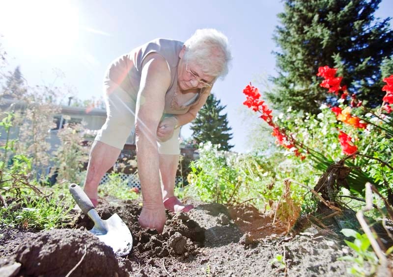 IN BEFORE FREEZE-UP – St. Albert Garden Club member Olga Matvichuk plants red garlic in her home garden on Tuesday.