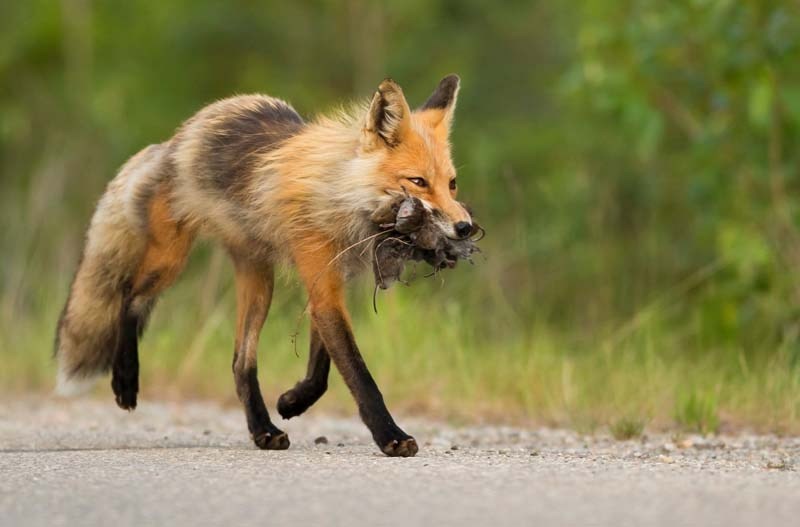 WHAT A CATCH – A red fox wanders through Jasper National Park with a mouthful of mice. In St. Albert