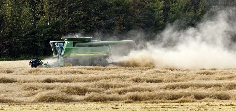 VOLUNTEER-DRIVEN – A combine works through a field of wheat near Namao during a volunteer harvest on land owned by the Nanaksar Gurdwara Gursikh Sikh Temple in northeast