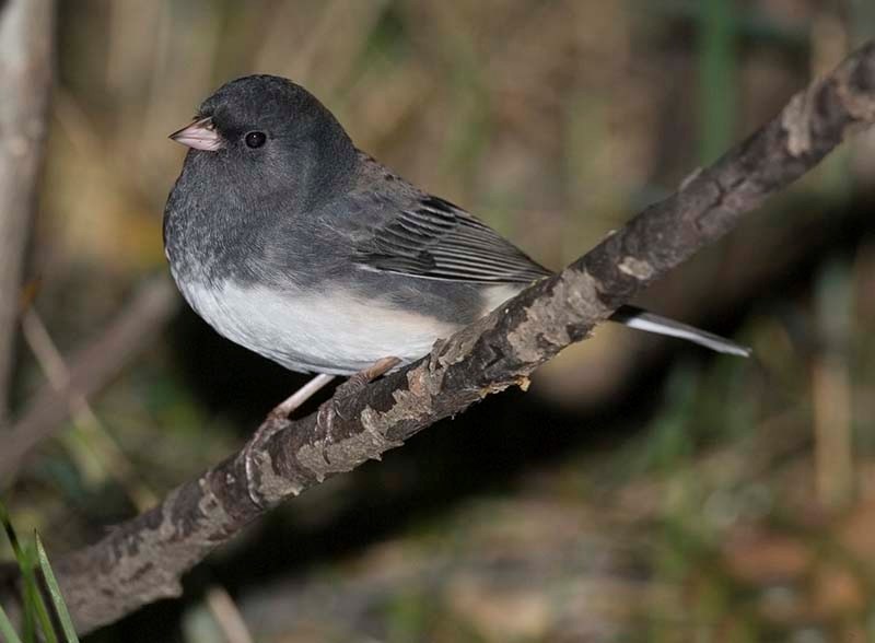 DARK-EYED BEAUTY — A typical dark-eyed junco. Although they come in about 16 different varieties in North America