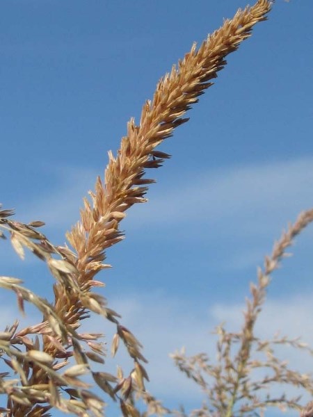 CORNUCOPIA – Corn stalks from reporter Susan Jones&#8217; garden eventually became a monument of thanks for a bountiful harvest. There are many ways for gardeners to turn