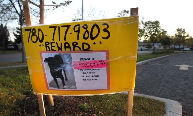 MISSING DOG REWARD – Residents concerned about Sydney