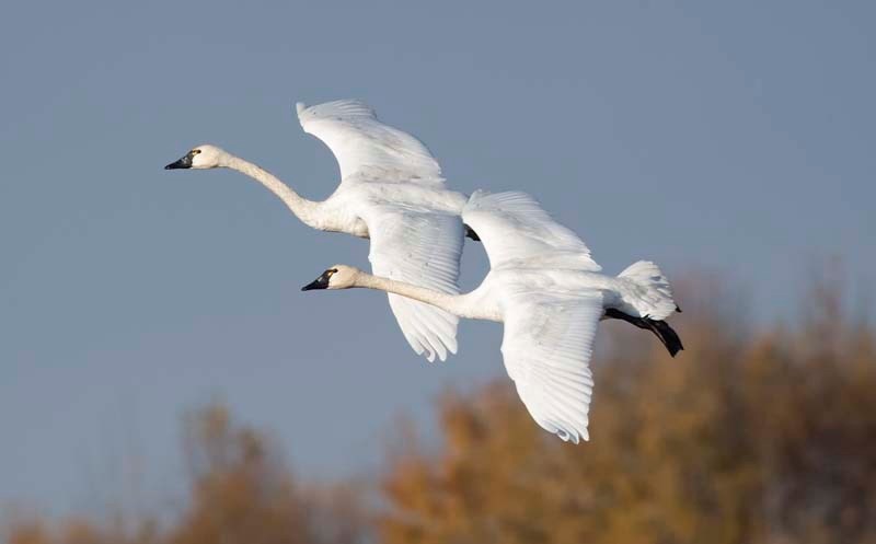 WHITE WHISTLERS – A pair of tundra swans