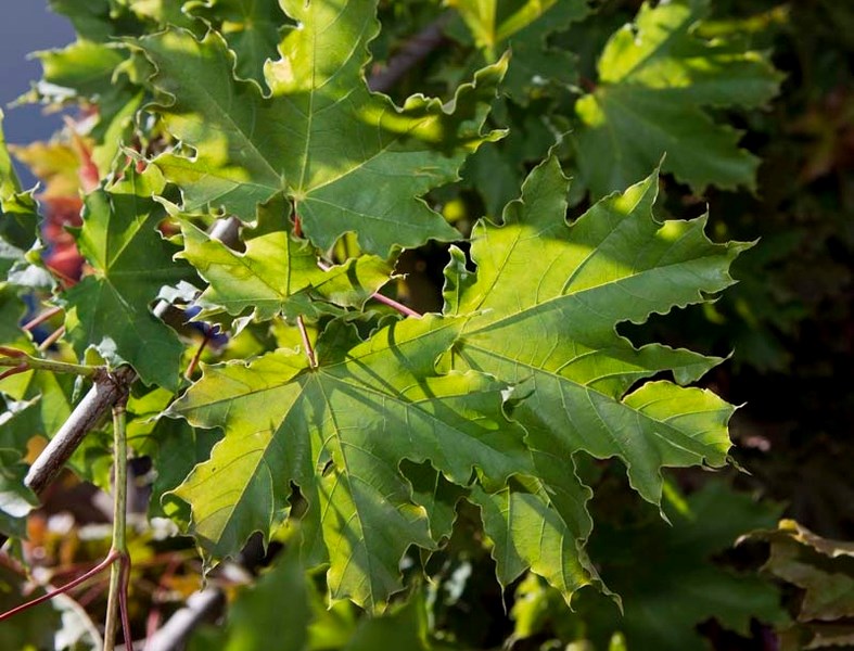 IN WITH THE MAPLES – The blazing maple is one of the species being planted to replace the Ussurian pear.