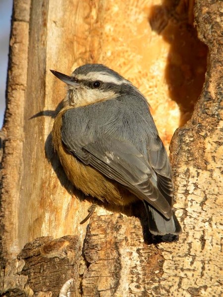 HATCHING NUTS – A typical red-breasted nuthatch. These tiny nut-hackers are known for their red breasts and blue-grey wings