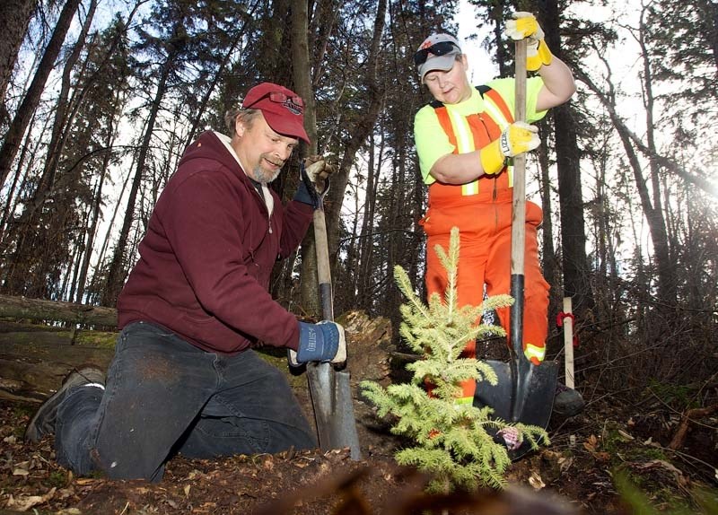 TREE EXPERIMENT — Kevin Veenstra and Liz Pearson plant a white spruce tree in White Spruce Forest as part of a reforestation experiment headed by forester Peter Murphy on