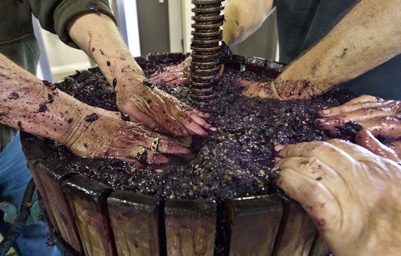 MANY HANDS – Crushed grapes are pushed down into the press to squeeze out the juice.