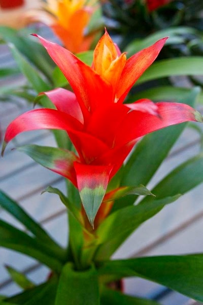 ONE TIMER – The bromeliad produces a feather-shaped rosette once in its lifetime.