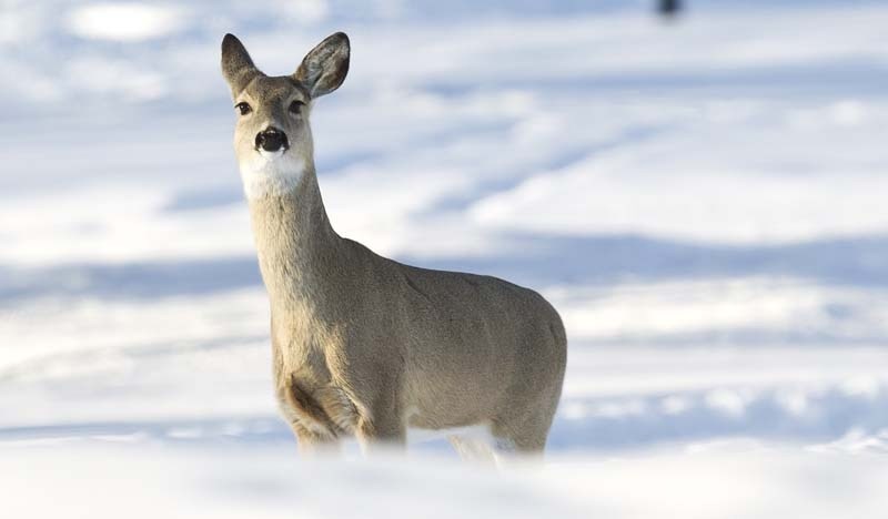 OH DEER – White-tailed deer are a fairly recent addition to northern Alberta.