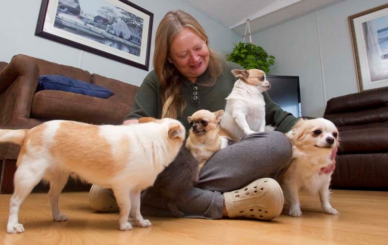 MOMMA AND BABIES – Linda Trachsel of Armoso Kennel checks out some of the purebred Chihuahuas she&#8217;s bred this year. The 10 to 15 young dogs all live in her home