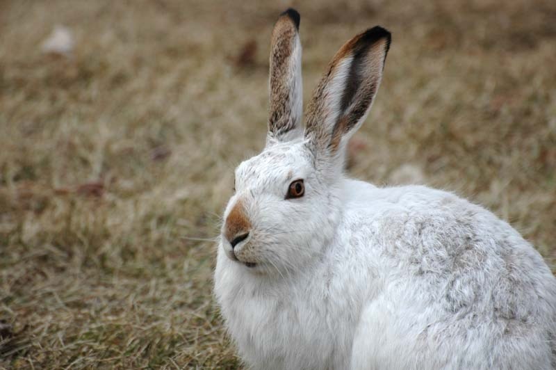 WHITE (NOT) RABBIT – A white-tailed jackrabbit keeps an eye on an approaching human near the University of Alberta.