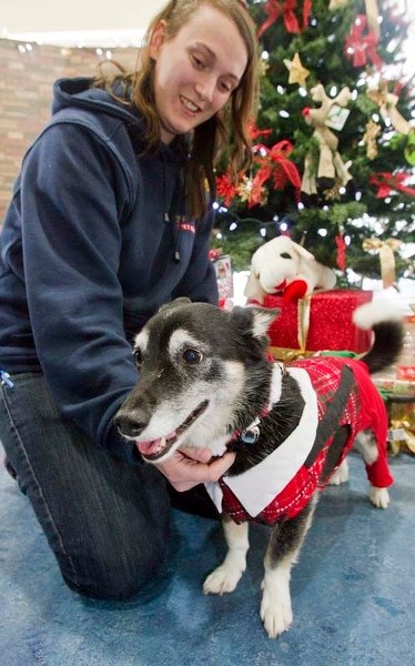 Paradise Pets assistant store manager Esther LeBel and Shadow model one of this year&#8217;s Christmas lines of pet clothes as the store gears up for one of its busiest times 