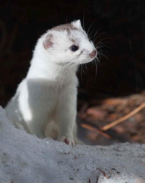 CAN I EAT YOU? – A short-tailed weasel contemplates its next killing spree. Brown during the summer