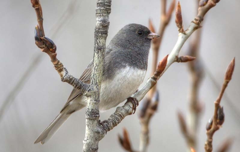 ONE IN THE BUSH – Local birders are gearing up for the annual St. Albert Christmas Bird Count and expect to see many dark-eye juncos like this one.