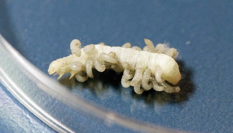 GROSS AND MEMORABLE – This cabbage looper bursting with wasp larvae provided reporter Kevin Ma with his most memorable story of 2013.