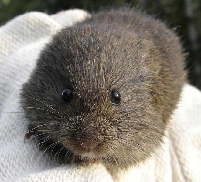 KYUUUTE — A typical meadow vole encountered by researcher Amy Darling in the Northwest Territories. These tiny rodents are about half the size of a hamster and spend all