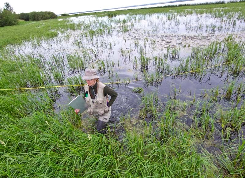 RESULTS ARE IN – Researcher Melanie Patchell surveys plants around Big Lake this past summer as part of the first ever plant survey of the area. The study found that many