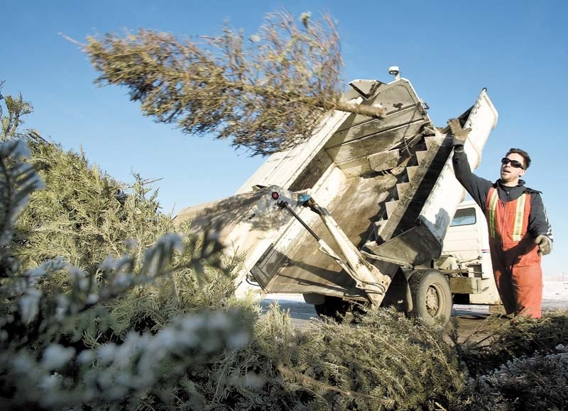 TREE-CYCLING – The City of St. Albert will once again be collecting used Christmas trees
