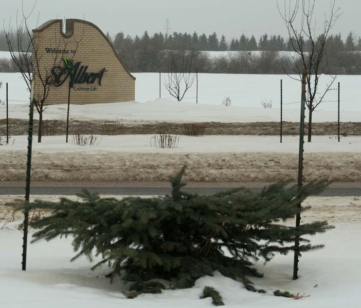 GRINCH&#8217;S HANDIWORK? – St. Albert resident Amber Noden noticed that this tree along Ray Gibbon Drive had been cut down prior to Christmas.