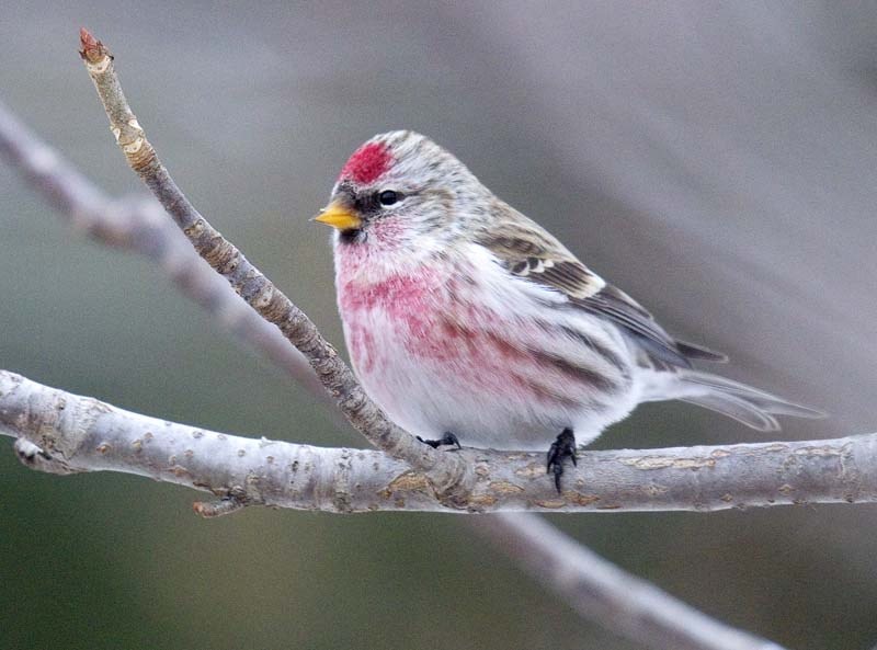 NOT SO COMMON – The common redpoll has been difficult to spot this winter.
