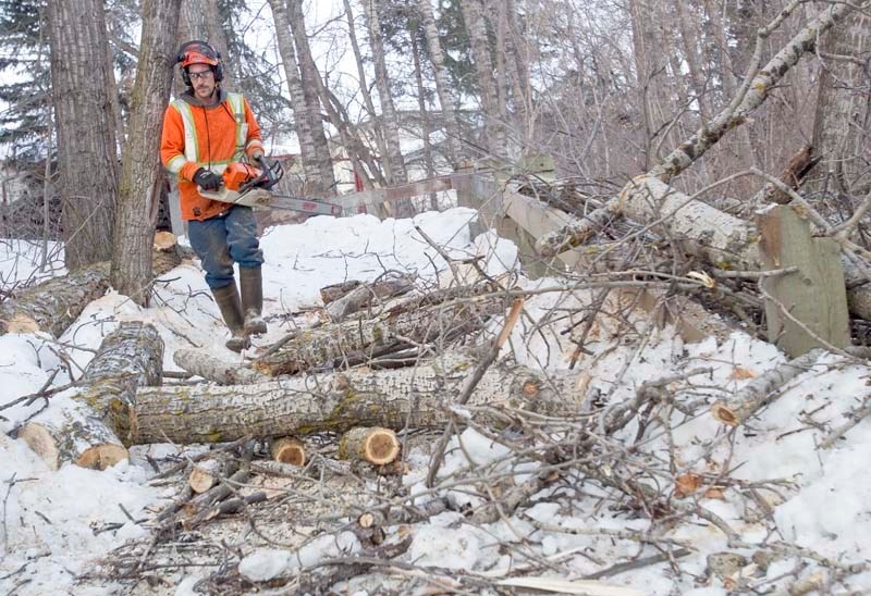 CLEANING UP – Arborist Dylan McKenzie cuts a fallen tree that landed on the pathway in Forest Lawn Ravine on Tuesday after high winds swept through the area.