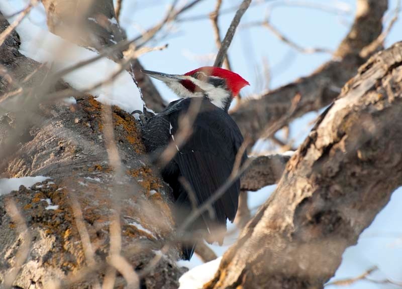 BIG RED – A typical pileated woodpecker ascends a tree in Riverlot 56. Pileated woodpeckers can be instantly recognized by their huge beaks and cherry-red Mohawks.