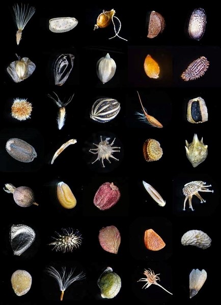 PLANT THE SEED – Now is your chance to explore the Royal Alberta Museum while it&#8217;s scheduling it&#8217;s fourth annual Questions and Collections: Research at the Museum 