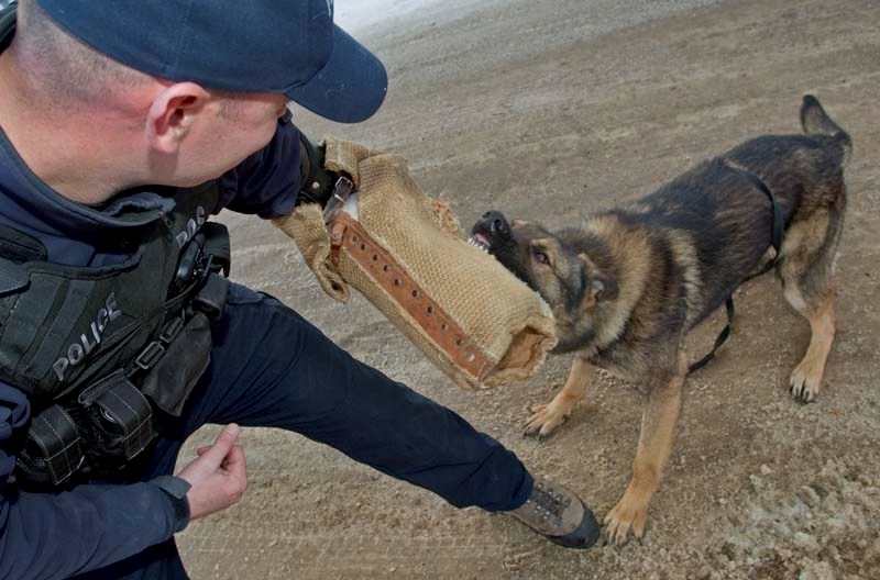 TOOTHY ENFORCEMENT – St. Albert RCMP Cpl. Andy Brown gets police dog Echo to demonstrate his limb-seizing ability. Echo