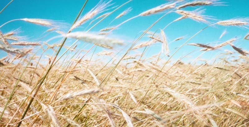 BOOST YIELDS – A researcher says that barley yields can be significantly increased by applying extra nitrogen.