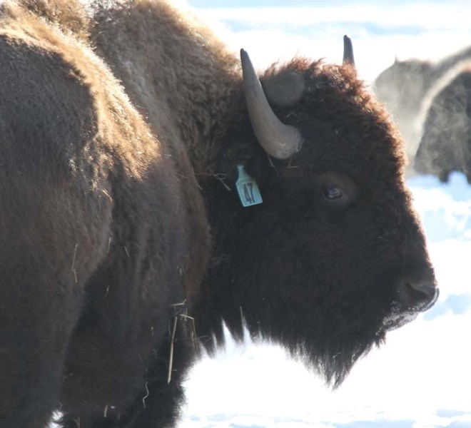 BISON – Straw Man Farm raises bison north of St. Albert.