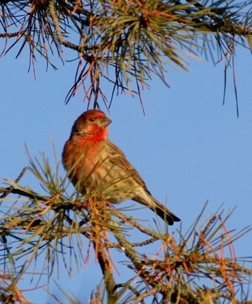 POPULATION RISE – The house finch is an introduced species that made its way to Alberta from the U.S.