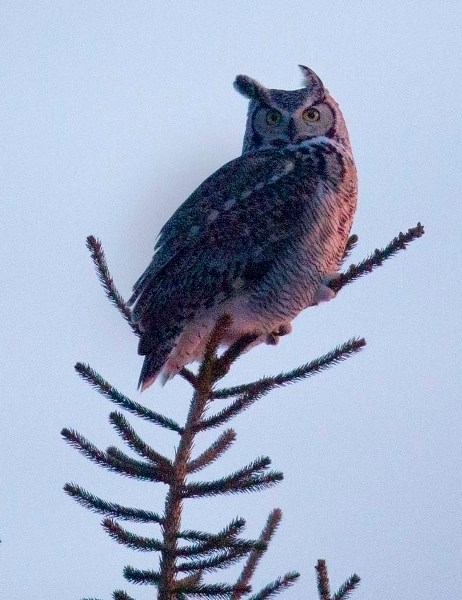 OFFICIAL BIRD – Great horned owls are the official birds of Alberta. They&#8217;re one of the three biggest owls in the province and the only ones that have big