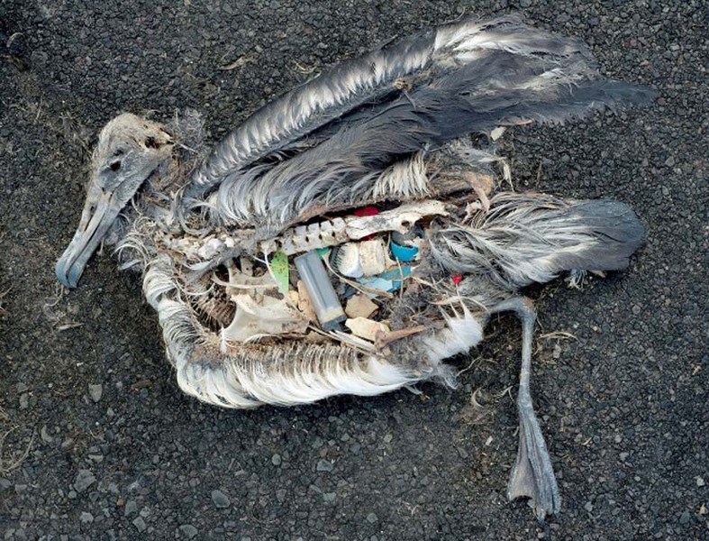 HERE FOR GOOD – Plastic Paradise