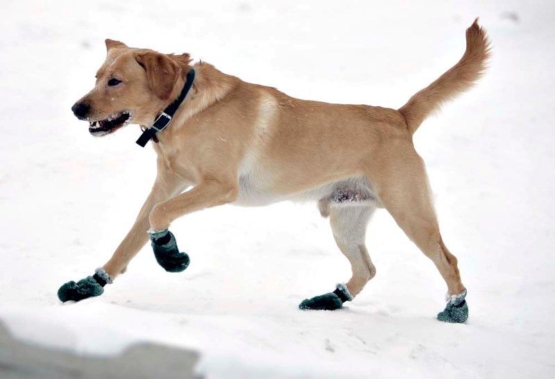 PARKS FOR BARKS – The city has released a list of 20 sites that will remain off-leash areas when new animal restrictions take effect Sept. 1.