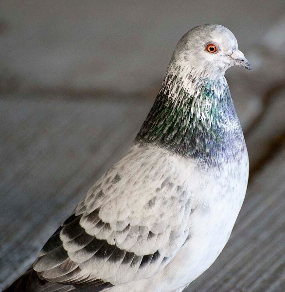 I&#8217;M WATCHING YOU – An atypical rock pigeon sits under a bridge over the Sturgeon River. While most rock pigeons are blue-grey