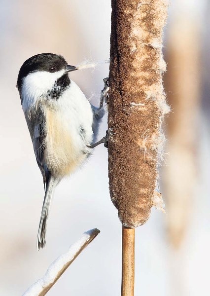 WEATHER TREND – A new study suggests that warming weather trends are affecting the distribution of Carolina and black-capped chickadees. Carolina chickadees are found in the