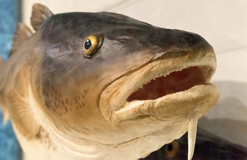 SOBERING COD – This replica of an Atlantic cod measuring 140 centimetres (55 inches) and weighing 32 kilograms (70 pounds) represents a typical fish that existed by the