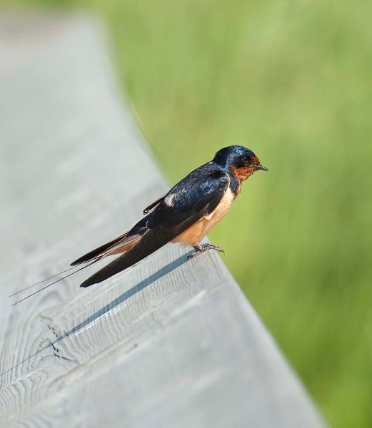 READY FOR TAKEOFF – A barn swallow rests on the John E. Poole wetland boardwalk before takeoff. Barn swallows are extremely active insectivores known for their speed and