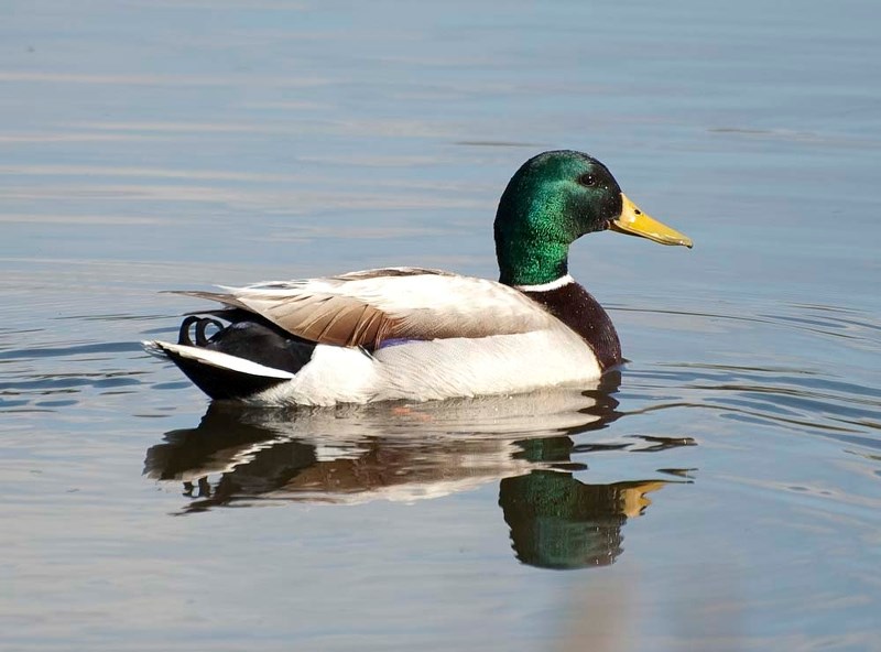 DISTINGUISHED DRAKE – Mallards are one of North America&#8217;s most recognizable ducks