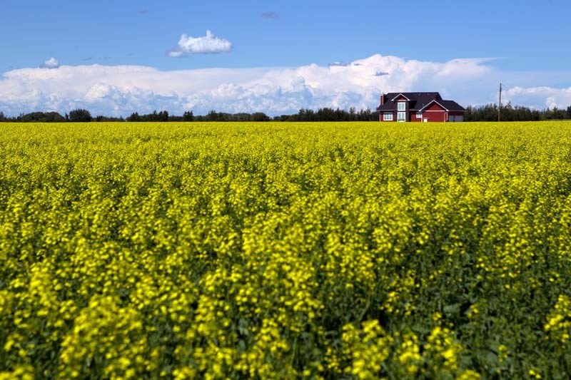 CANOLA BEWARE – Canola seems to be the crop of choice for many local farmers