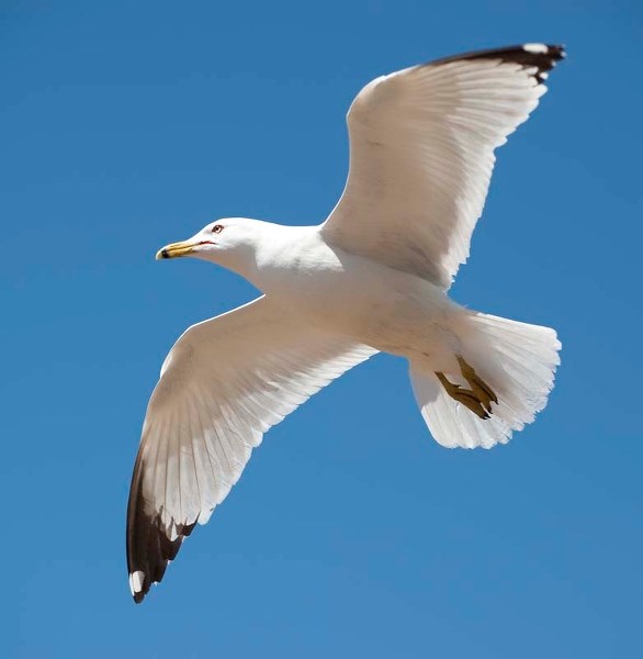 FLYING PIG – A typical ring-billed gull soars near Grandin Pond. Our most common gull