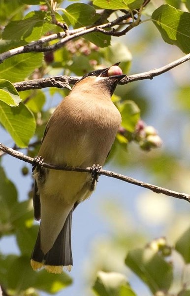 BOREAL BREEDER – In order to protect the habitats of migratory birds like the cedar waxwing