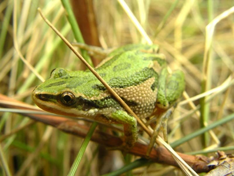 THERE YOU ARE – A typical boreal chorus frog