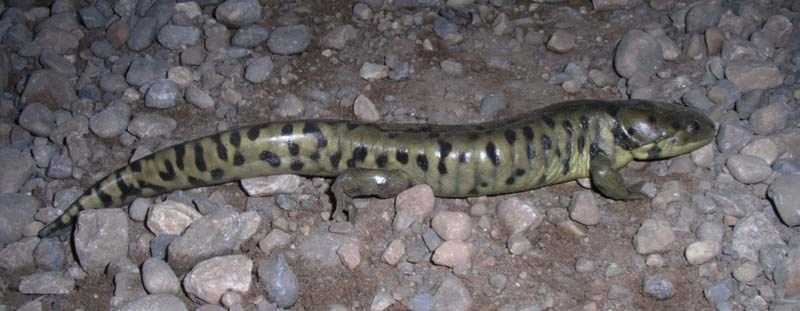 GODZILLA? – A typically huge tiger salamander. Rarely seen by most humans